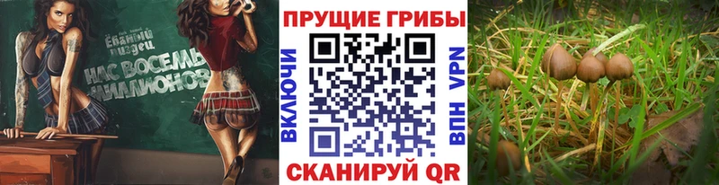 кракен вход цена наркотик Балаково Псилоцибиновые грибы Magic Shrooms